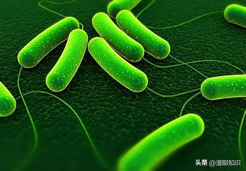 细菌感染会影响体内胰岛素吗,植物乳杆菌会对人体有影响吗