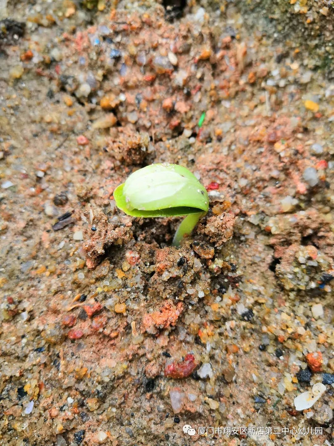 黄瓜基因组数据库怎么查基因序列,黄瓜花叶病毒基因序列