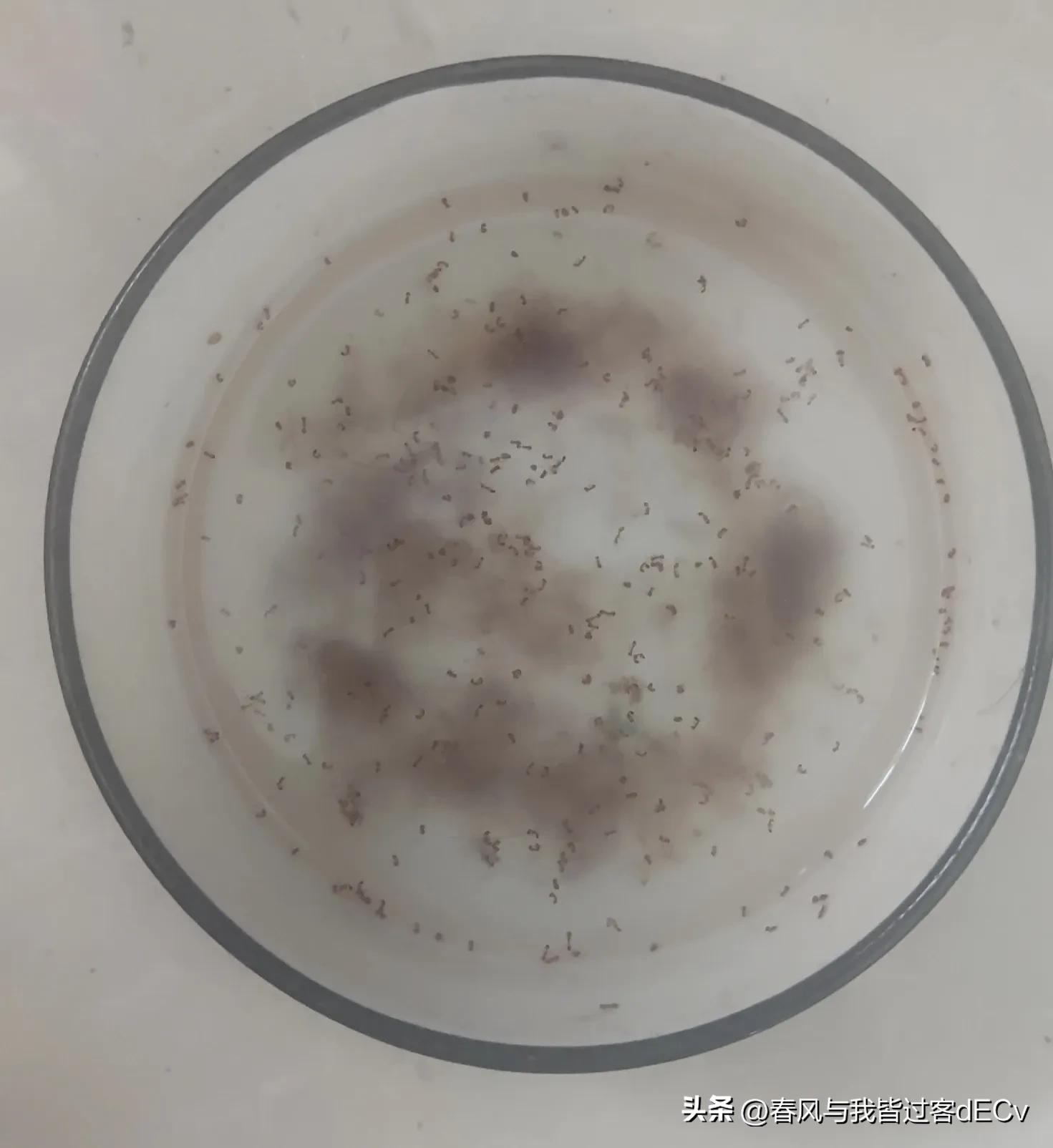 灭蚂蚁小方法,灭蚂蚁有什么教程