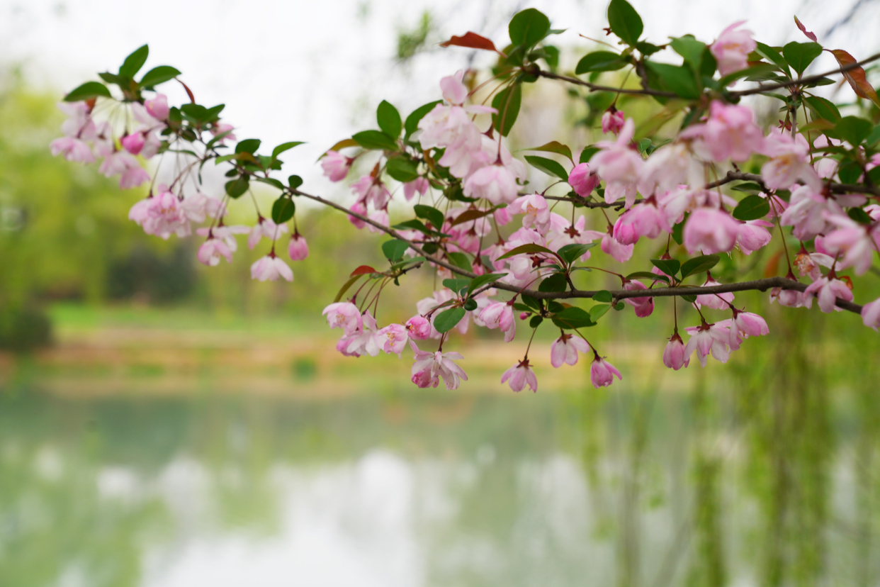 扬州值得去的森林公园,扬州十大免费公园