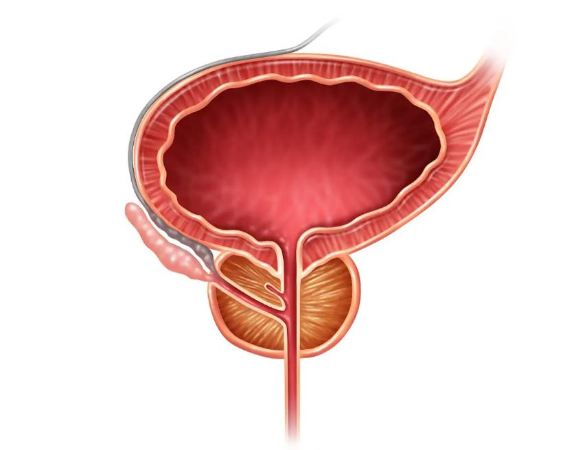 男性的前列腺有多么的重要,为什么说前列腺是男人的生命线