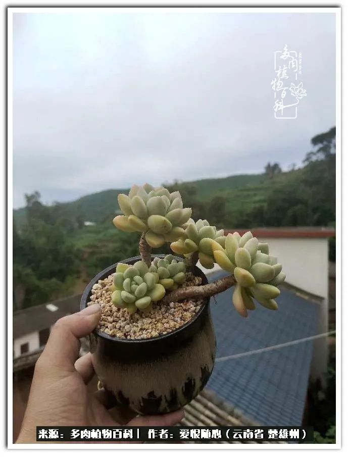 用心种好每一棵多肉,每一棵多肉都是独一无二的