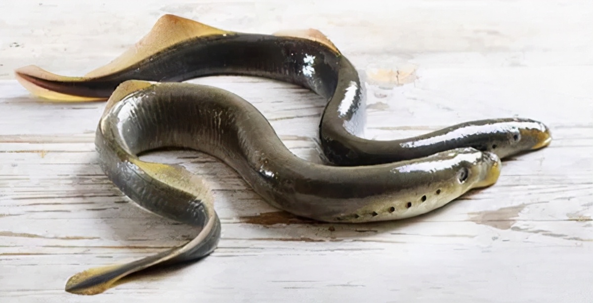 黑龙江三花五罗十八子图片,黑龙江名鱼三花五罗