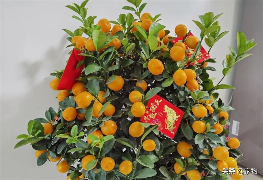 客厅放绿植好养吗,客厅放绿植有什么忌讳