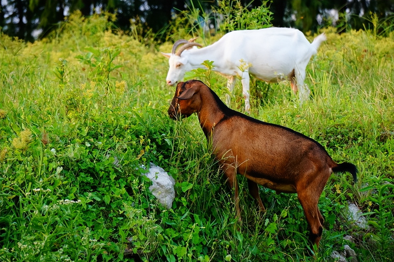 养牛不能和什么一起养,牛羊一起养可以了吗有什么讲究吗
