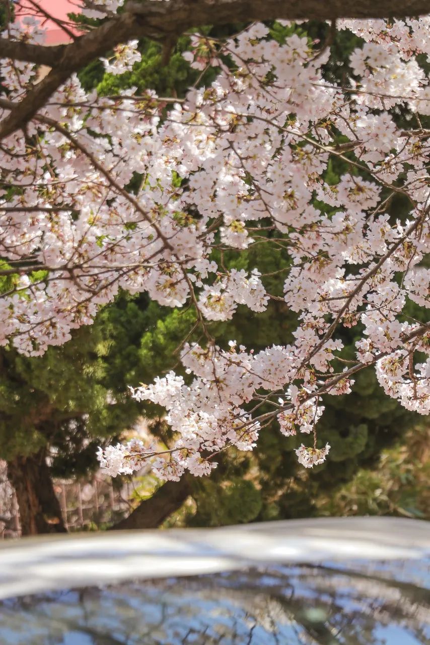 疫情快过去吧，我不想错过这座海滨老城的春天