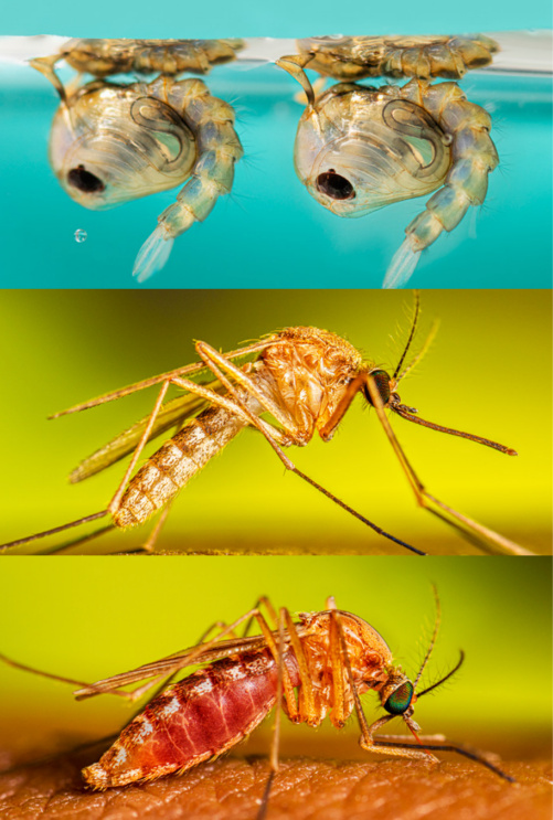 18个看似无害其实很危险的动物,世界上最危险的动物是人类吗