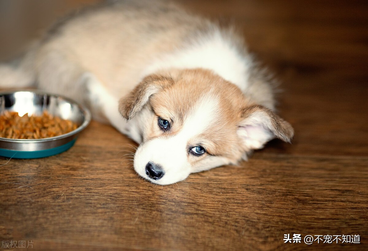 狗狗来生理期怎么办需要注意什么,狗狗不喝水有什么影响