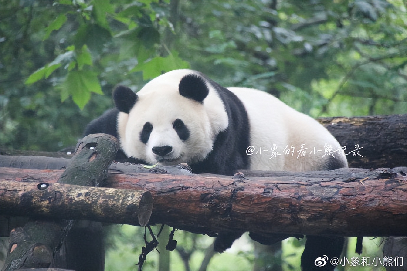 不高的高高和他不白的老婆白云——91年出生的童颜女神大熊猫白云