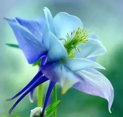 各种形态的花卉,30多种奇异的鲜花供你欣赏收藏