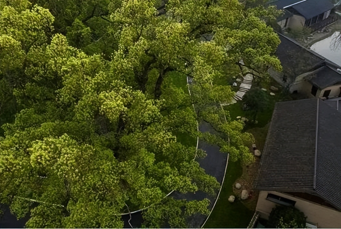 石台聚龙牯牛降酒店品牌定位,牯牛降聚龙大酒店野奢大床房