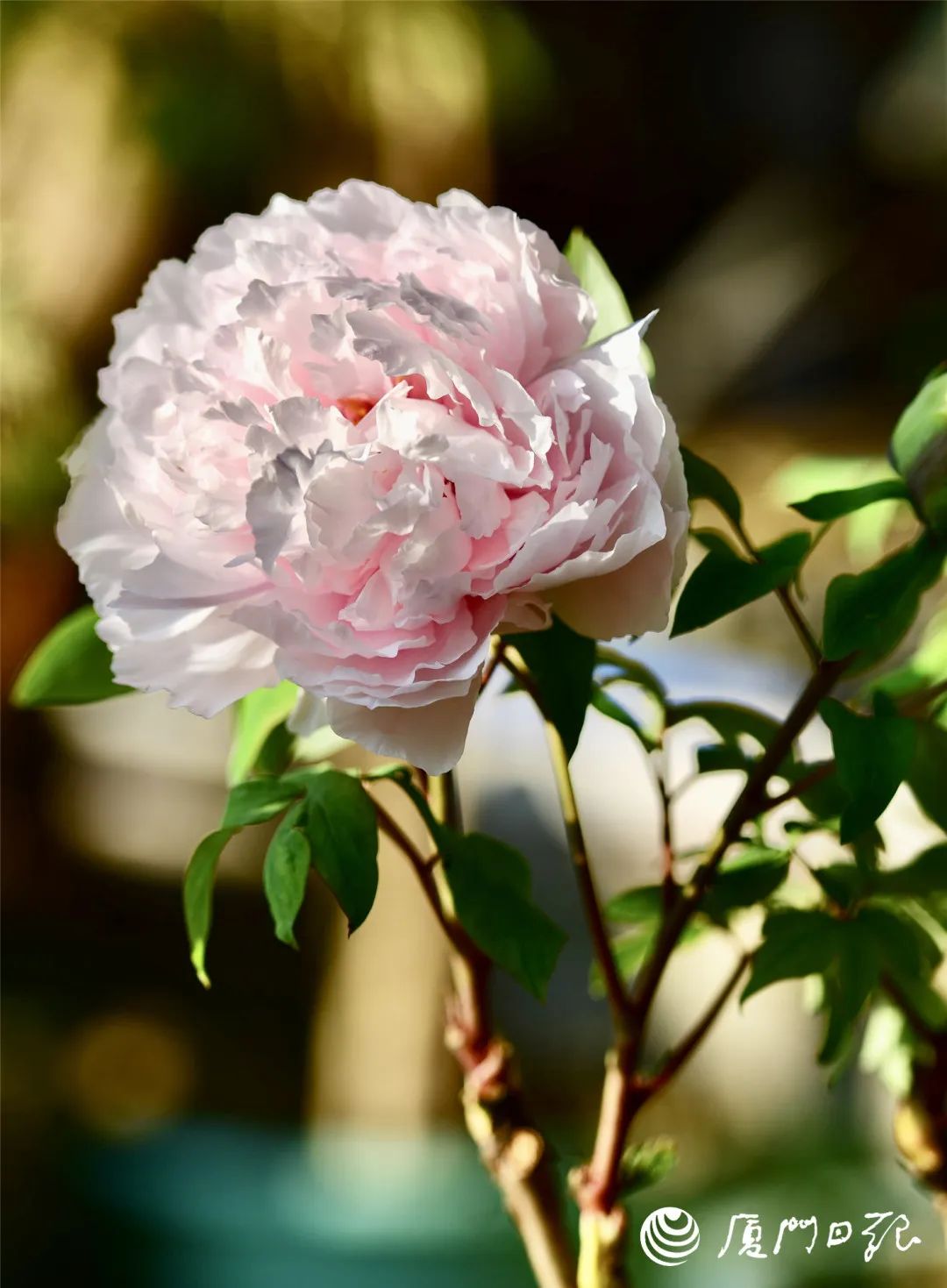 厦门十大最美花海,盘点厦门最美花海的地方