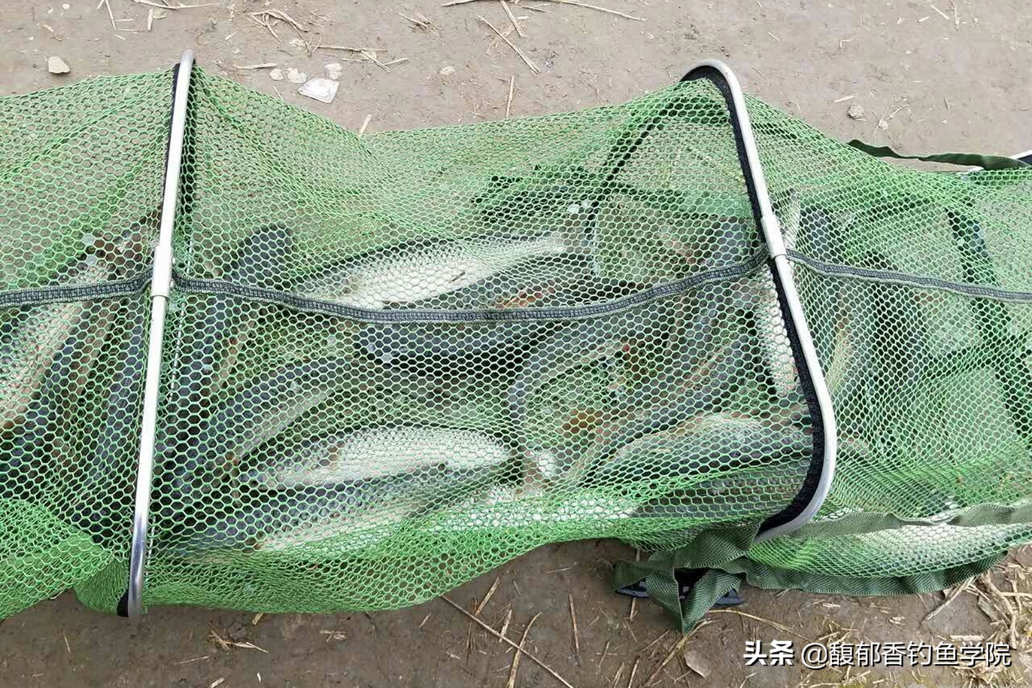 鲻鱼喜欢什么味型,什么鱼爱吃鲻鱼