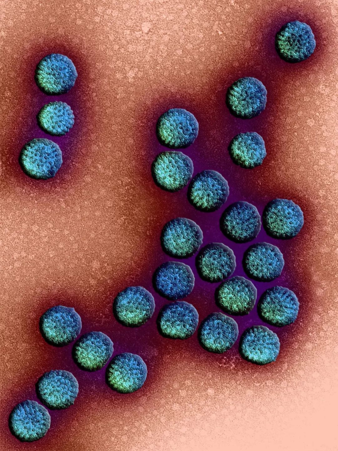 致与病毒搏斗的你！