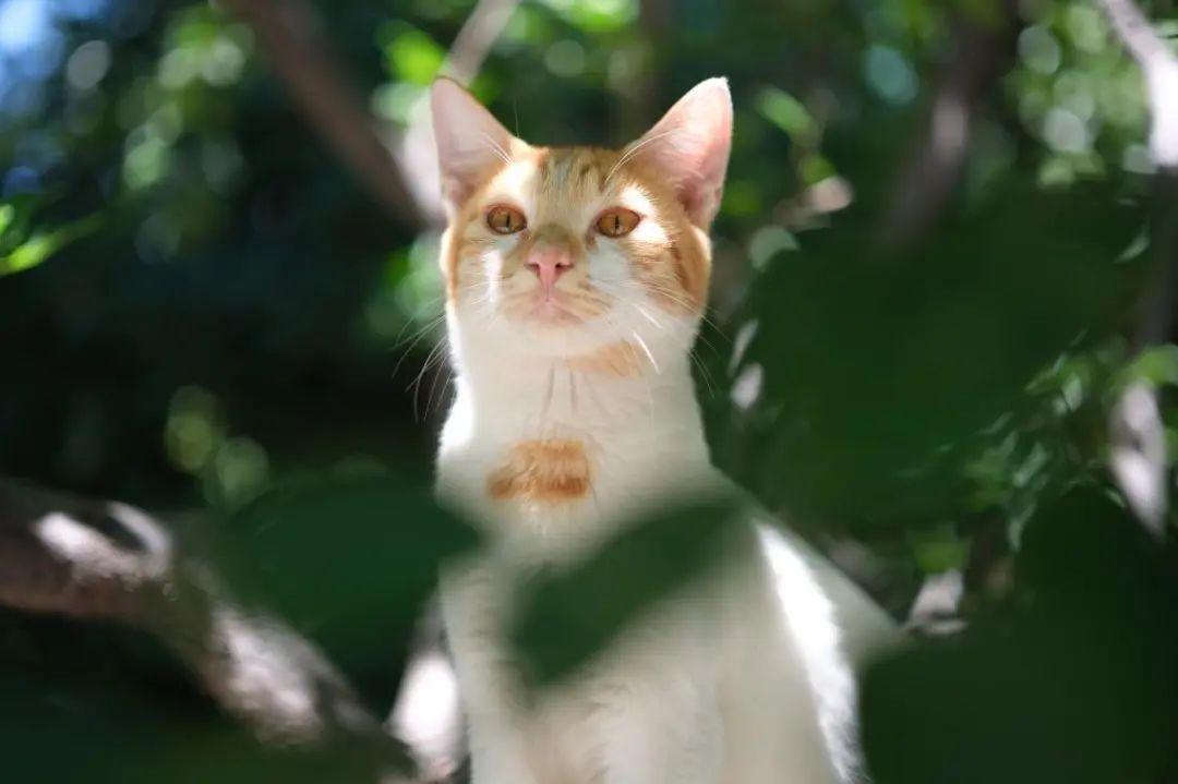 绽放尖端画质富士新旗舰x-h2发布,富士X-H2无反相机发布