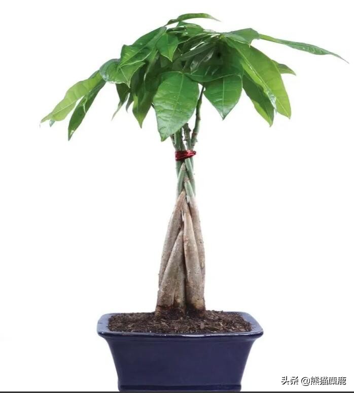 摇钱树怎么浇水才能多发芽,植物摇钱树怎么养图片