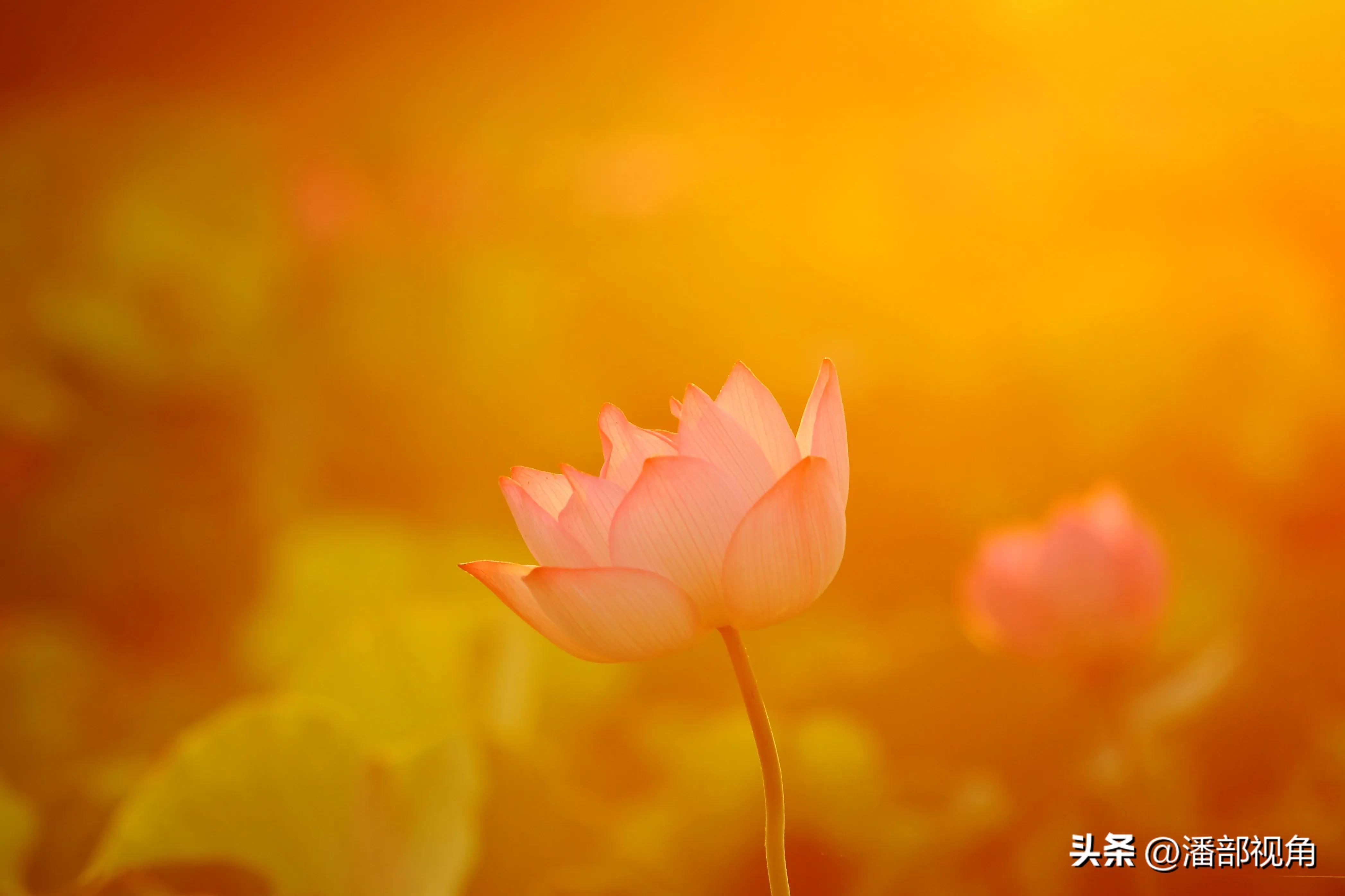 无锡七月底哪里的荷花开了,无锡太湖荷花开了吗