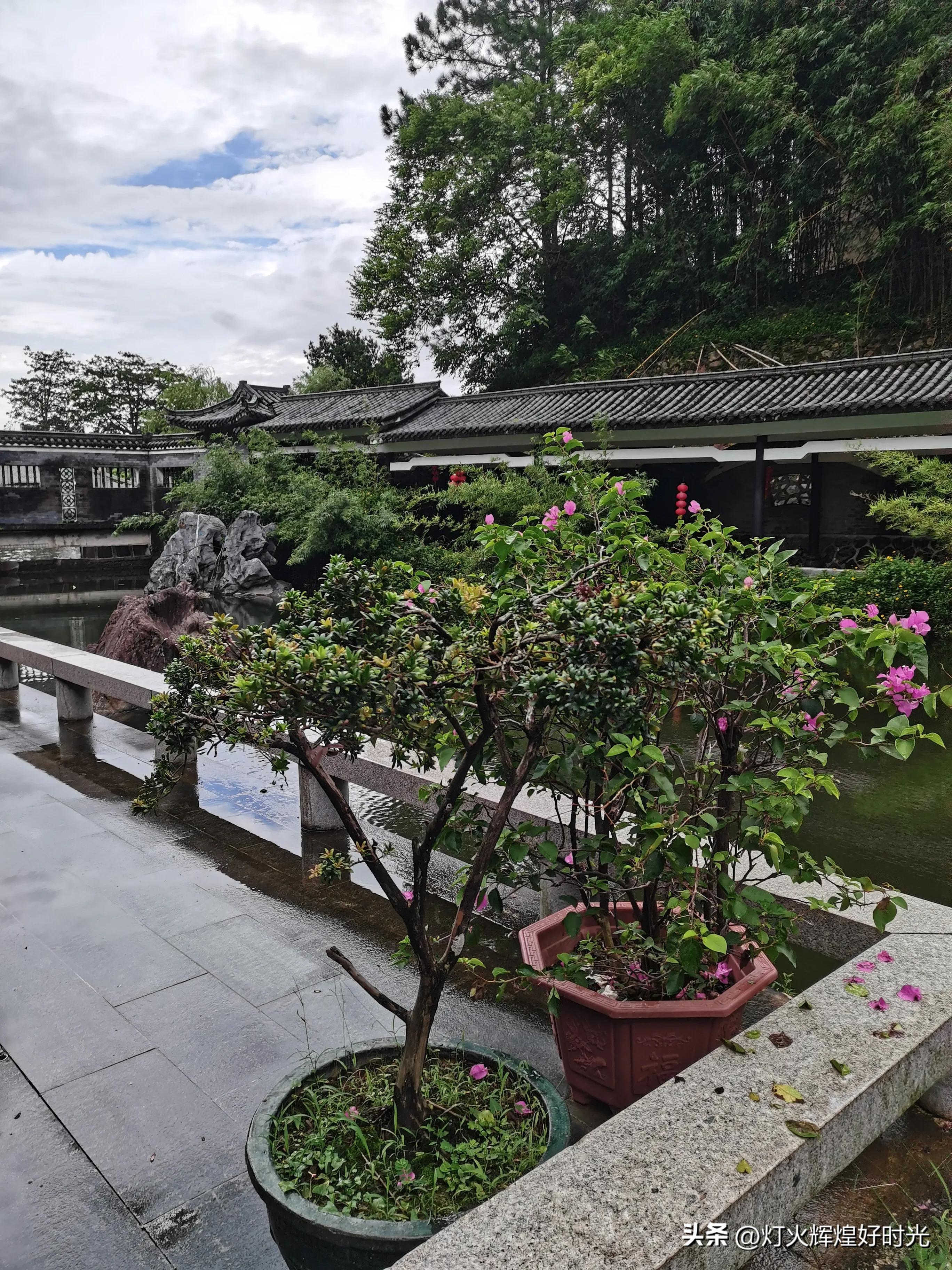 夏日掠影,雨天花开,人见人爱