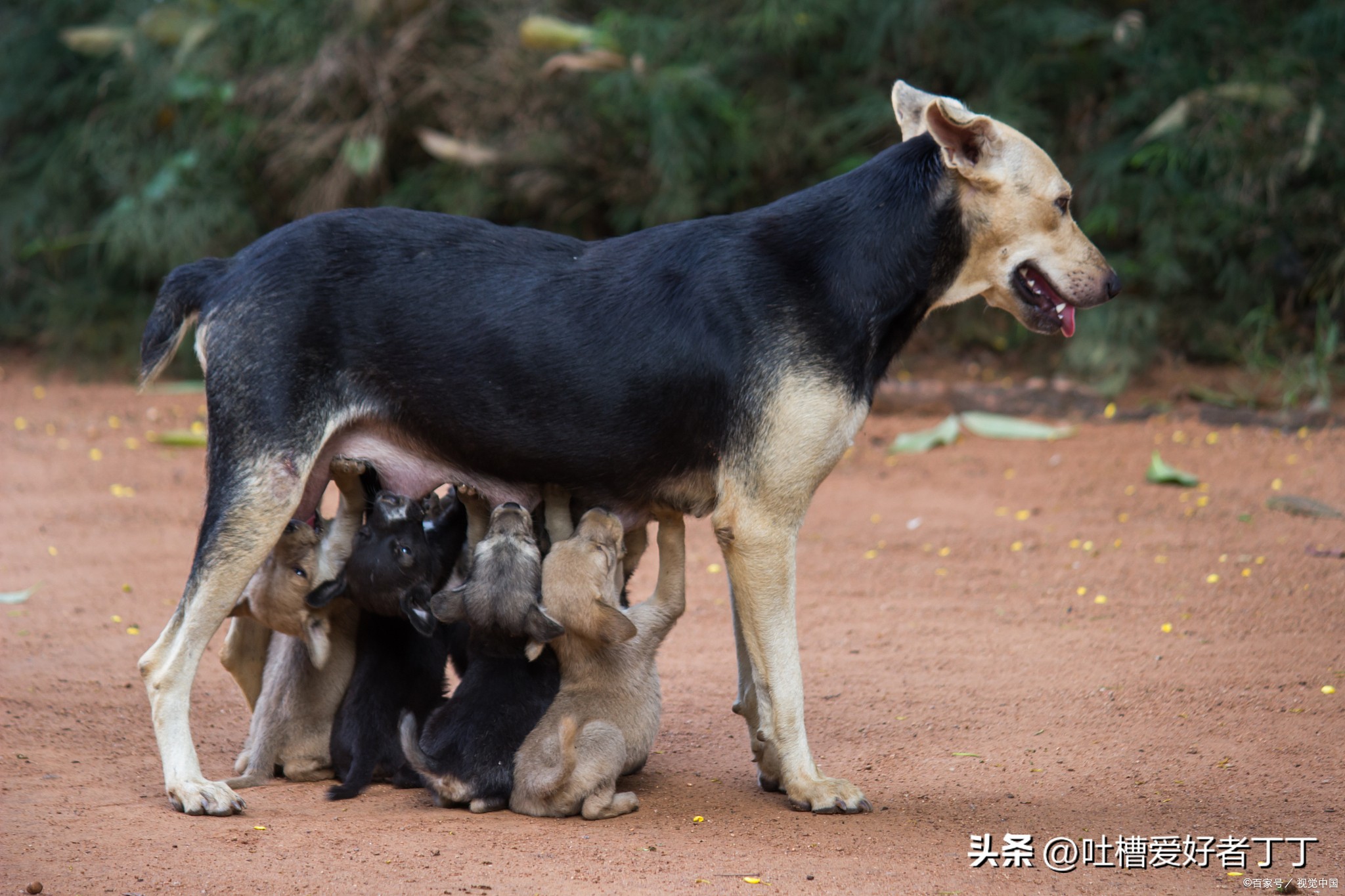 狗狗快生产前的征兆,快生产的狗狗