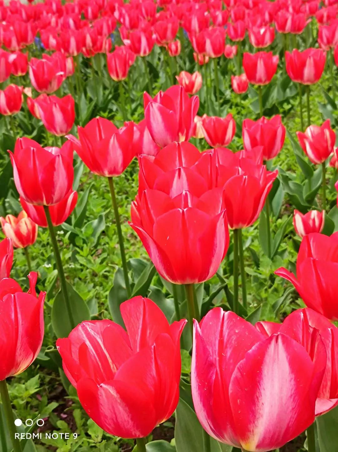 穿行在绿树和鲜花中，这辆开往春天的列车，你坐过了吗？