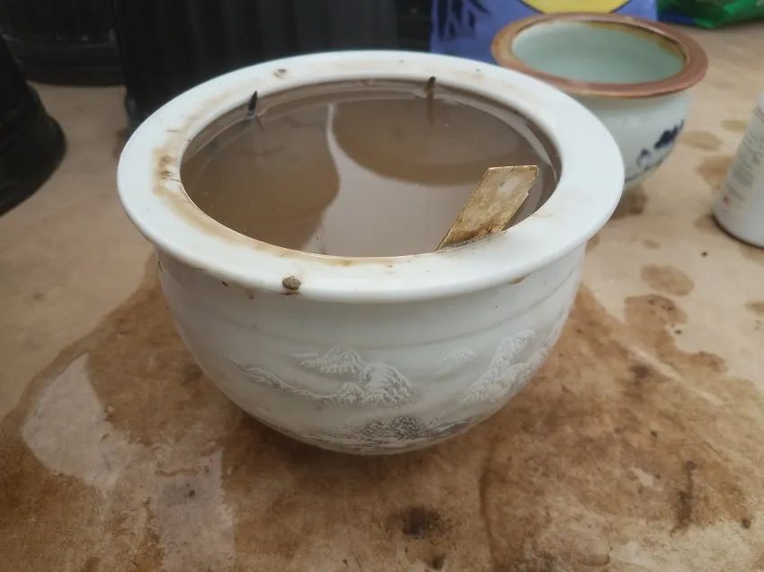 新手种碗莲施什么肥,详解碗莲种植养护的方法完全篇