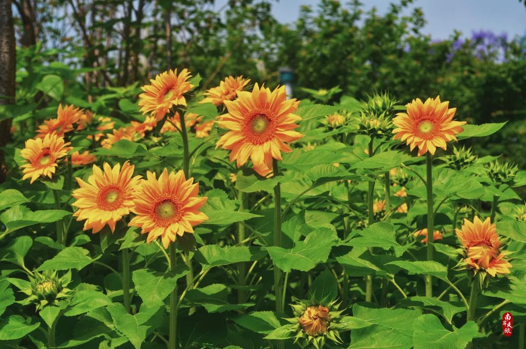 离不开的南岸⑨丨从A到Z，26个理由爱上南岸