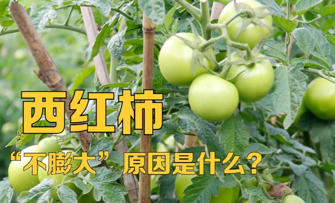 西红柿不着色是怎么了,西红柿不甜是什么原因引起的