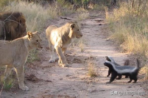 平头哥真的比狮子厉害吗,为什么平头哥连狮子都不怕