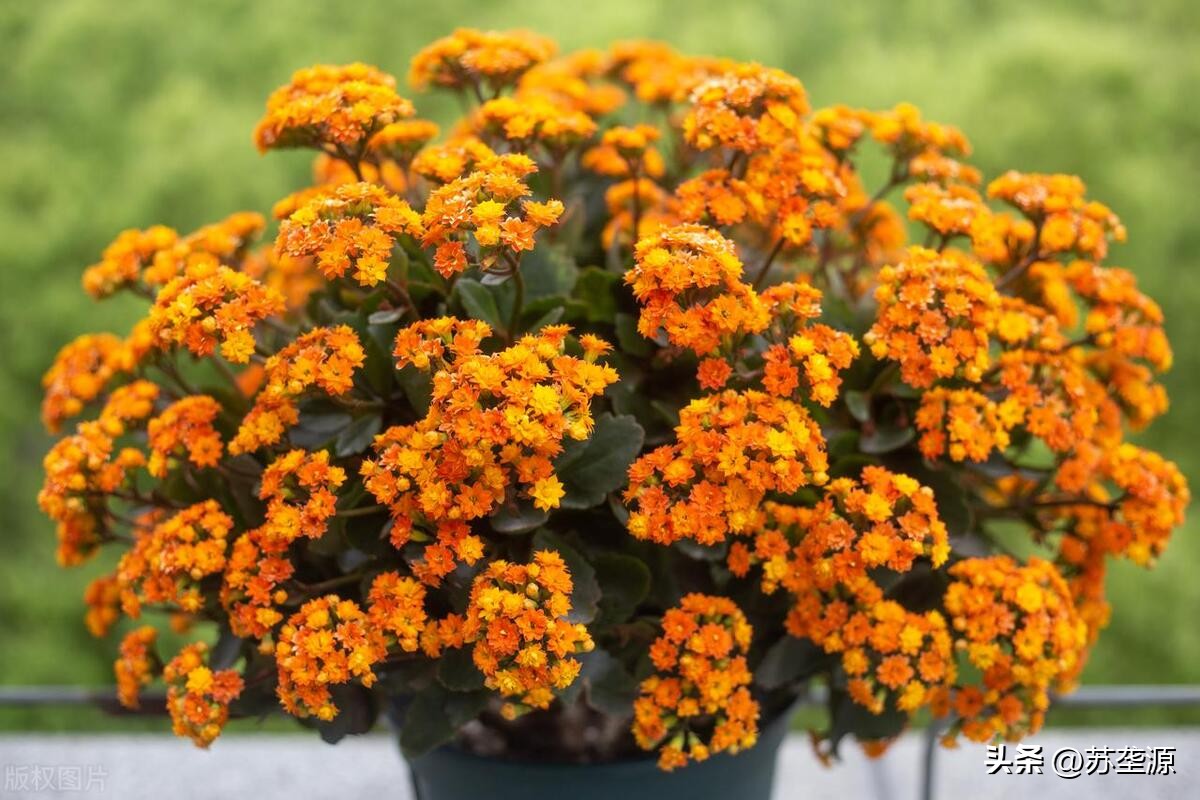 珍珠光泽的长寿花品种大全,长寿花最好看的品种花朵色彩丰富