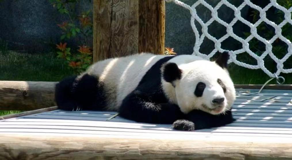 多少人关注丫丫,现在有多少人在关注丫丫