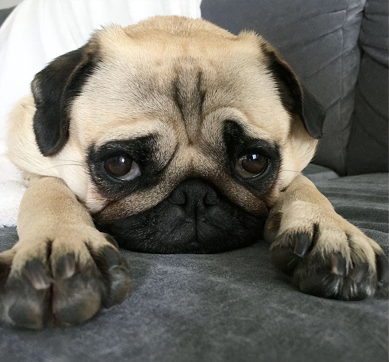 中国的五大知名犬,中国五大名犬