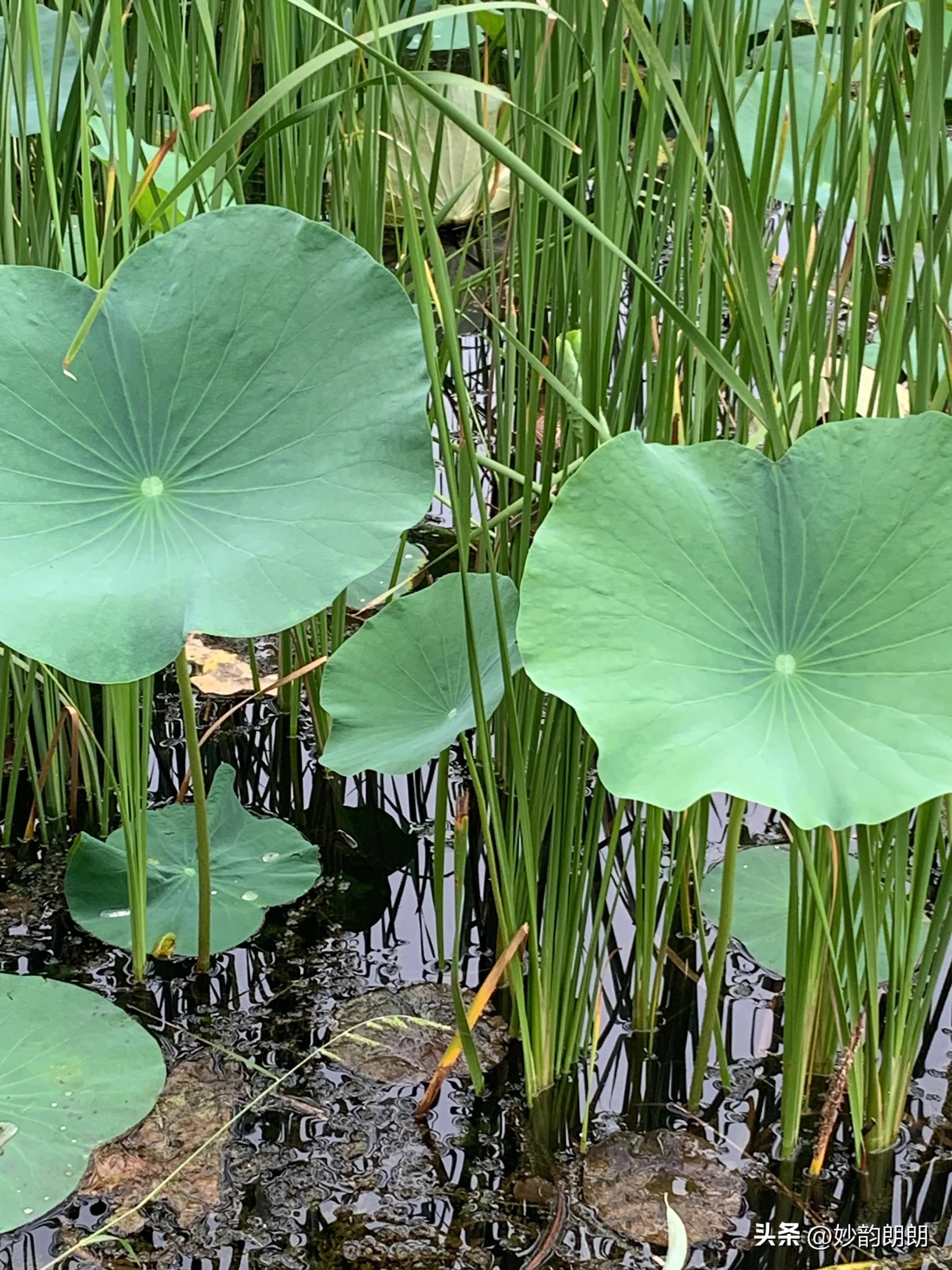 日本已正式开始核污水排海,如何看待日本核废水排海事件