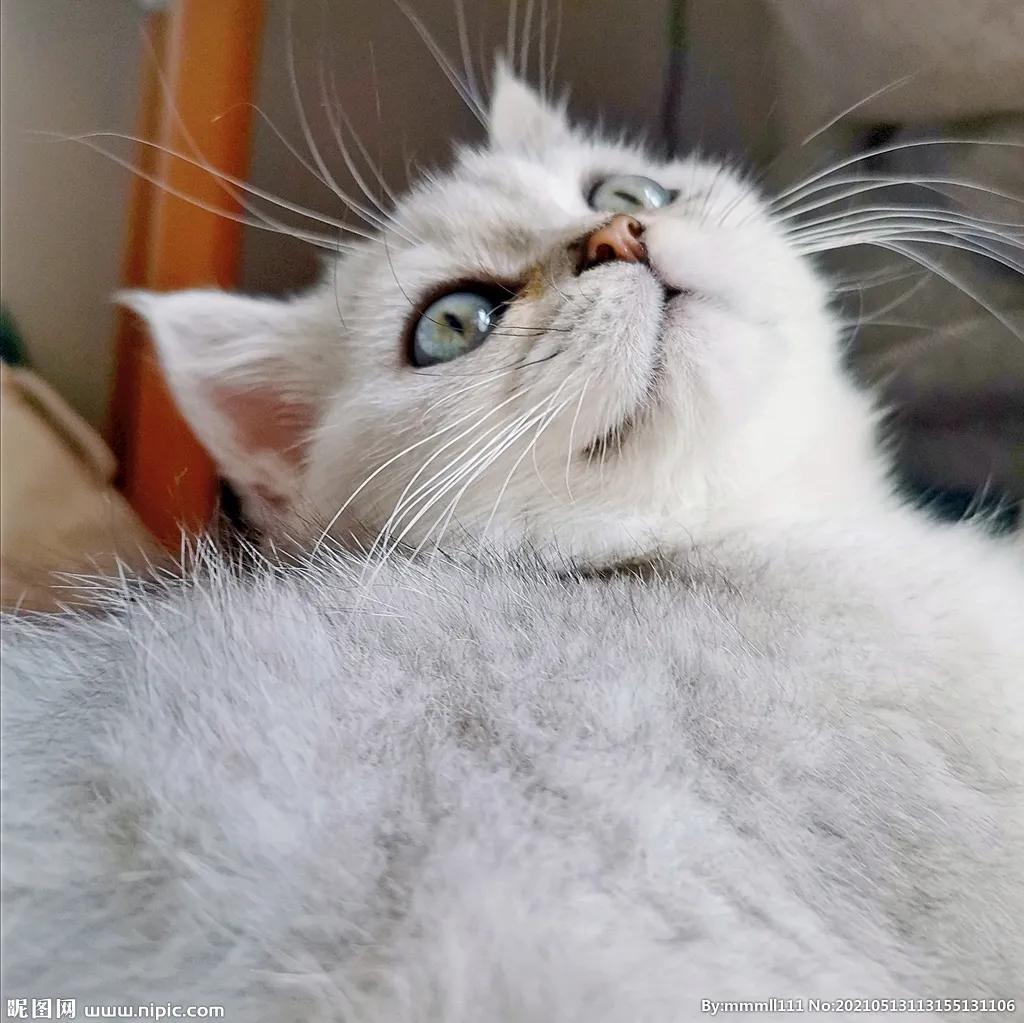 可爱的小猫优秀作品欣赏（二）