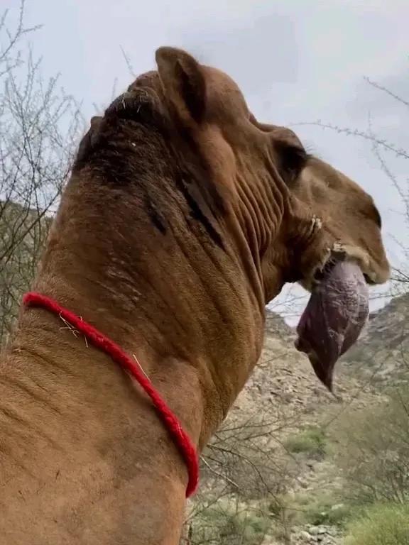 骆驼的身体部位结构,骆驼奇特的身体结构