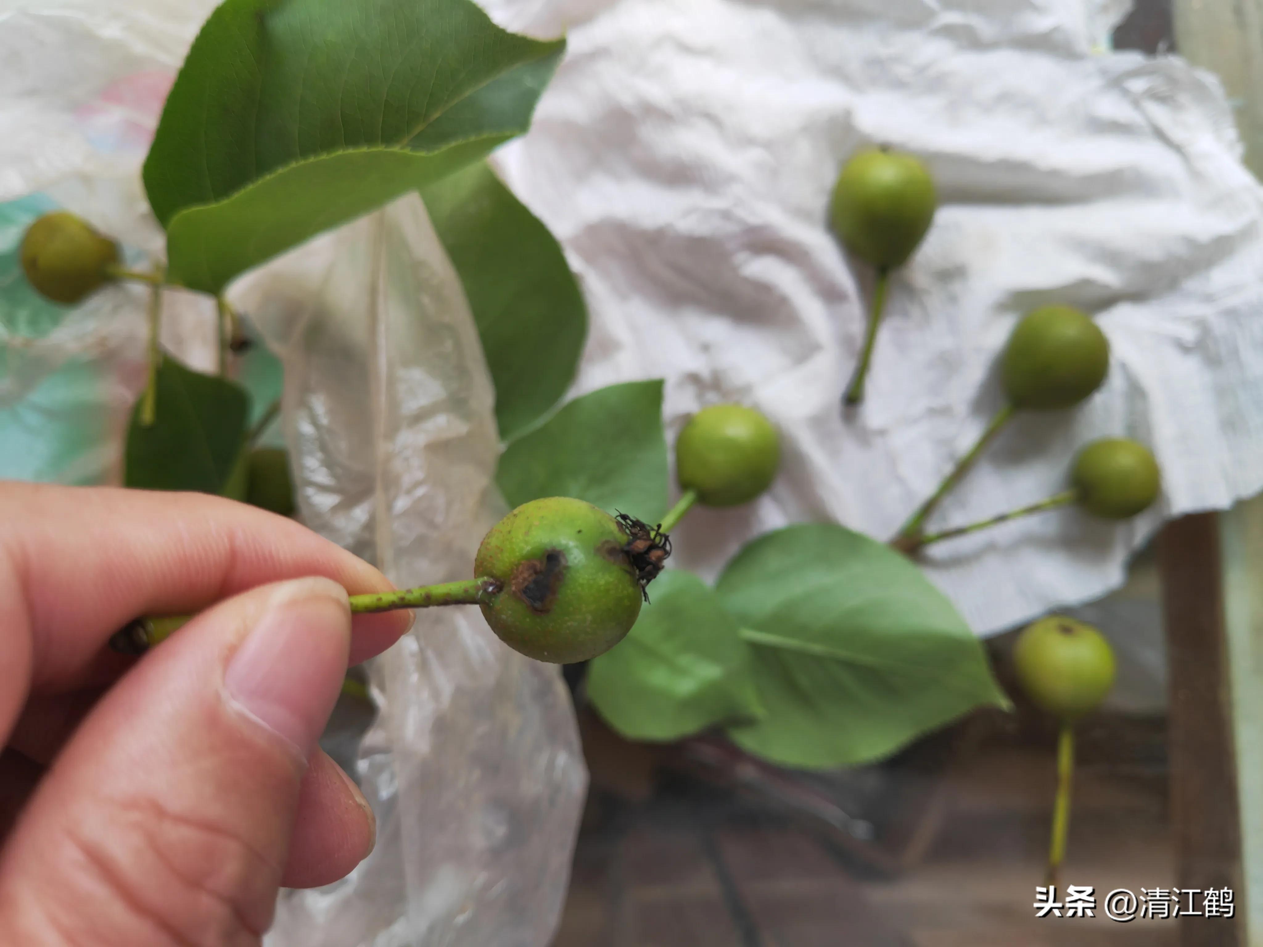 治疗黑星病的特效药物有哪些,黑星病的克星是啥药