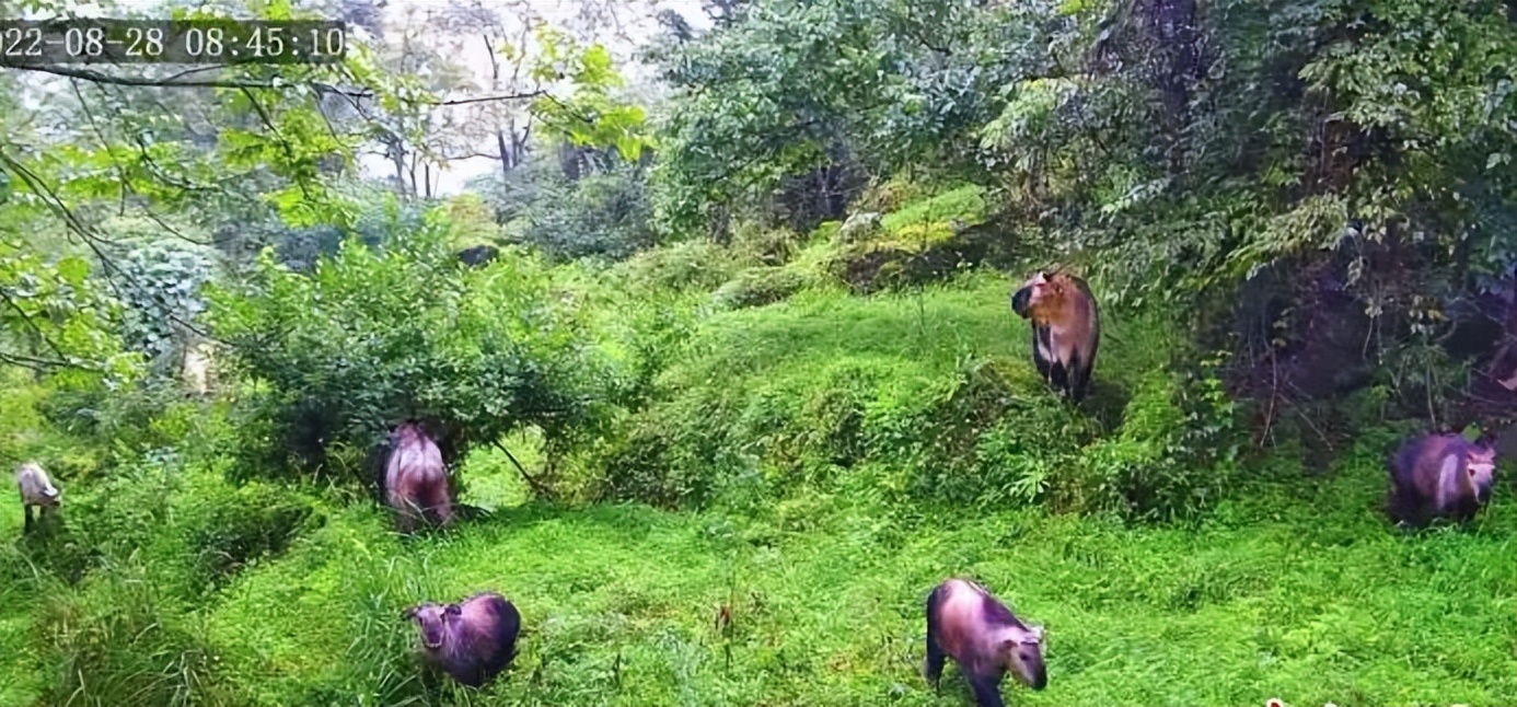 四川唐家河发现大量“六不像”觅食，没有天敌，林中称王称霸