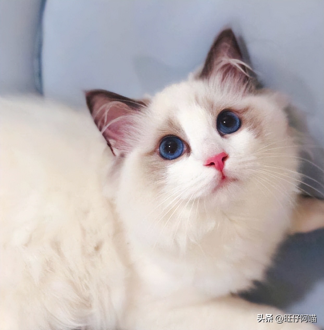 有哪些神奇的宠物猫咪品种,常见的宠物猫咪有哪些