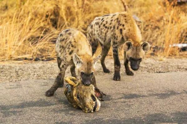 鬣狗雌雄异体,鬣狗为何不分雌雄