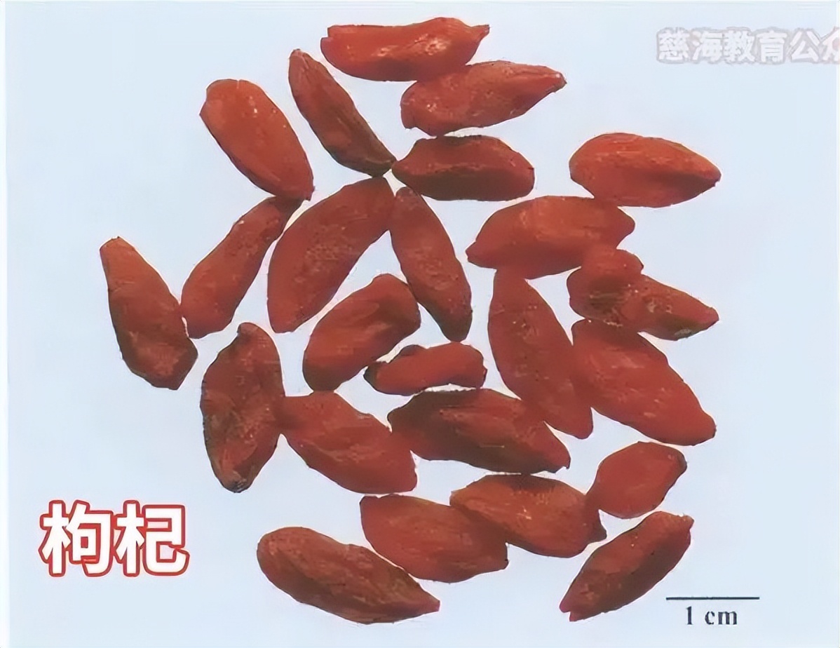 比枸杞子补肾更厉害的中药,每天学一味中药枸杞子