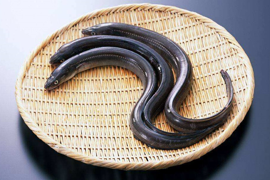 日本鳗鱼繁殖之谜是真的吗,日本产鳗鱼造假事件