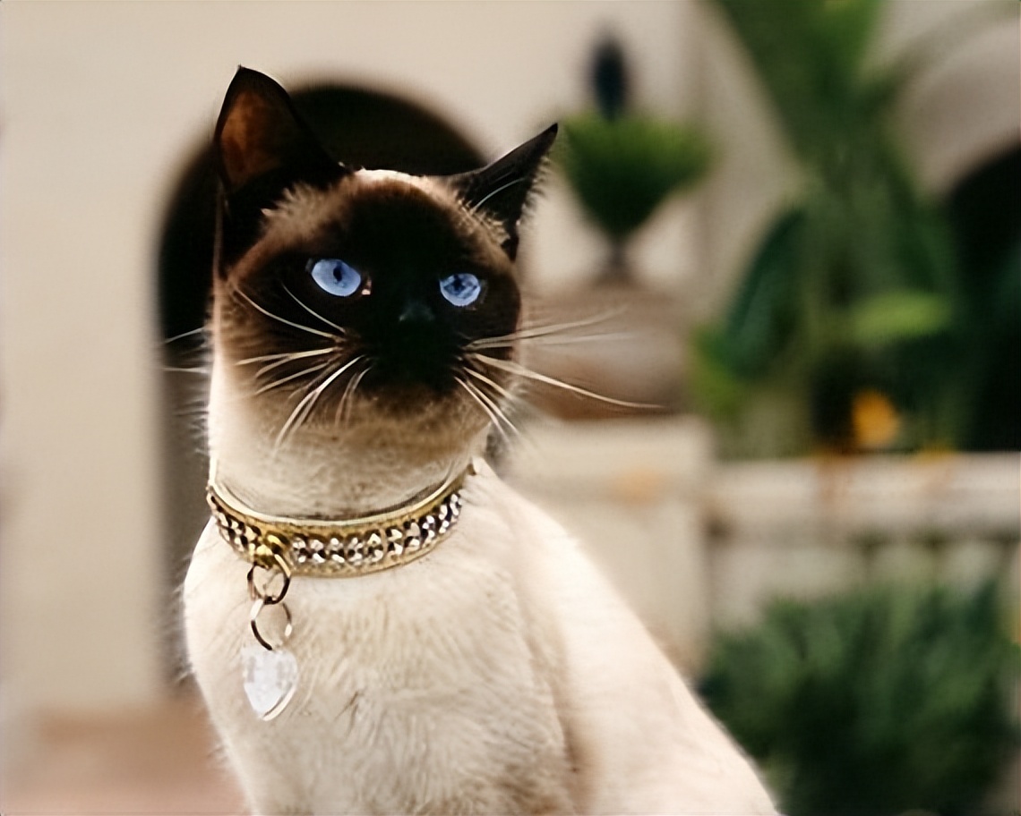 十大热门猫,2023年最热门猫咪排行榜