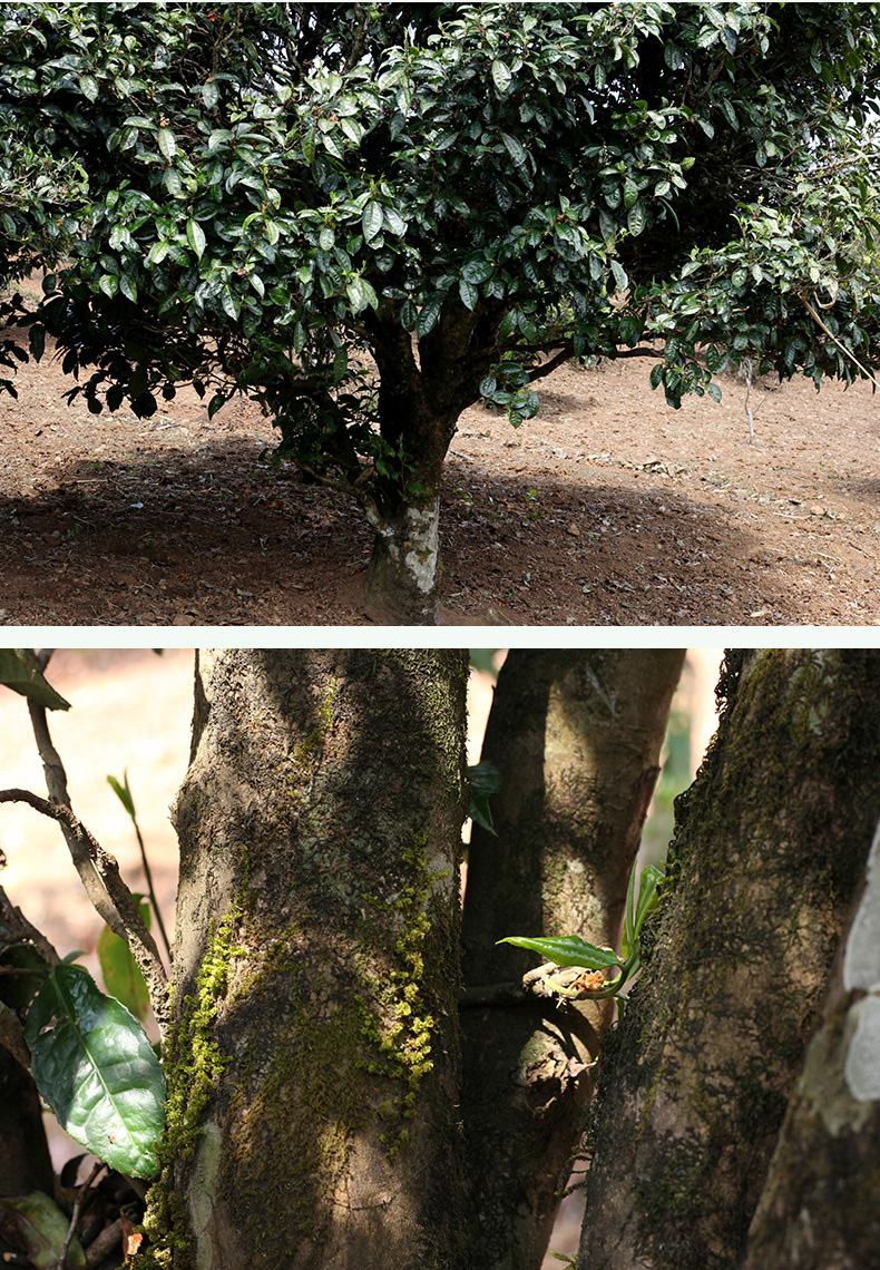 临沧茶区小众山头茶,临沧山头茶哪里最好