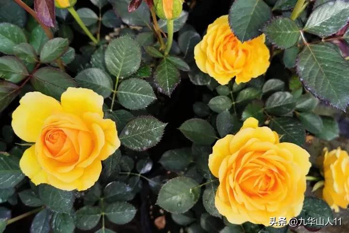 微型月季嫁接最佳品种,丰花微型月季品种有哪些