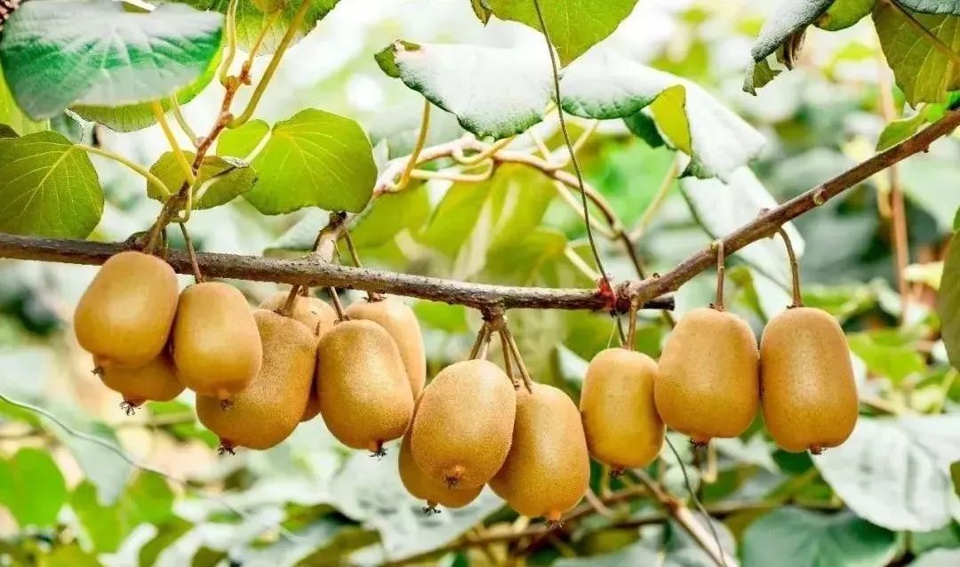 解析全国16个整村运营,解码全国16个整村运营经典案例