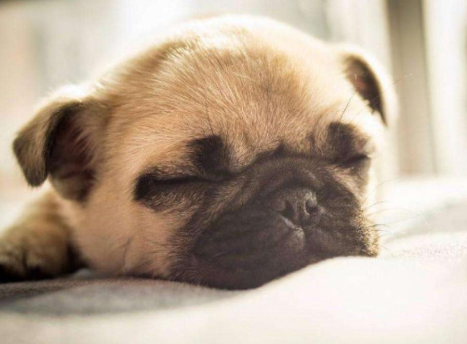 怎么训练巴哥犬不乱叫,巴哥犬嗷嗷叫怎么回事