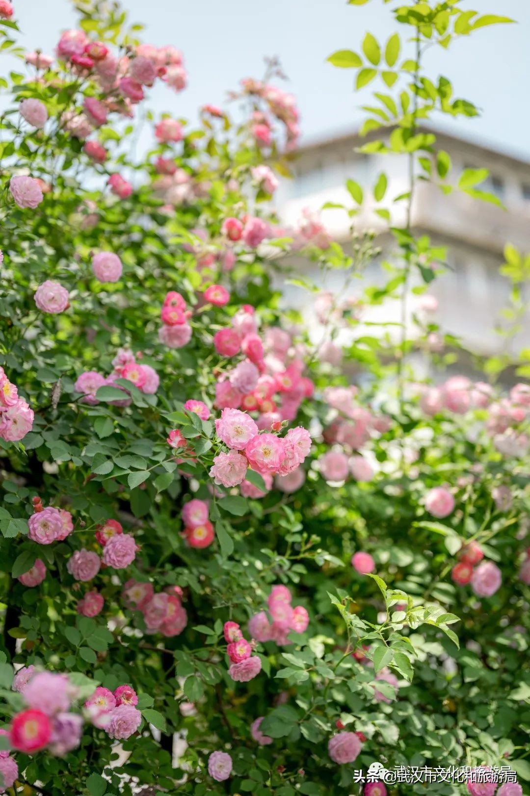 武汉的浪漫鲜花占一半,武汉的樱花开满了全城
