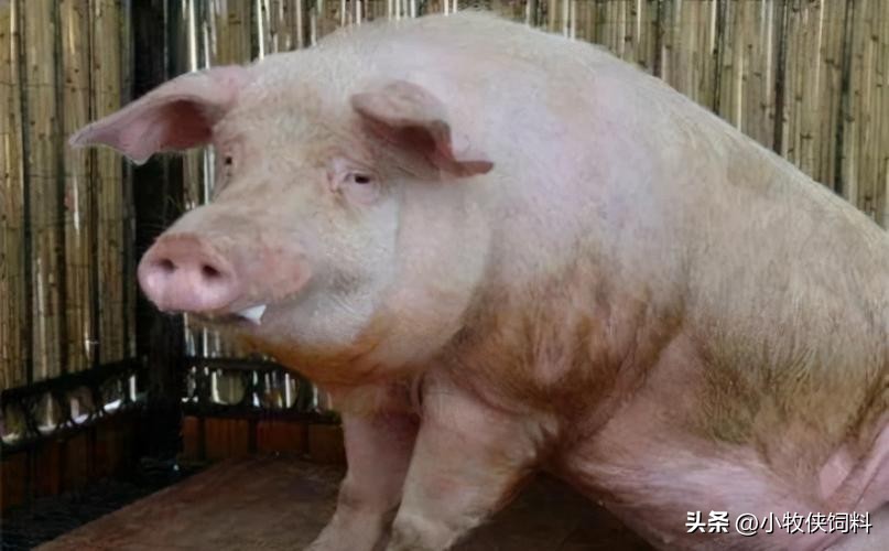 猪严重喘气用什么方法治疗,猪喘气严重怎么急救