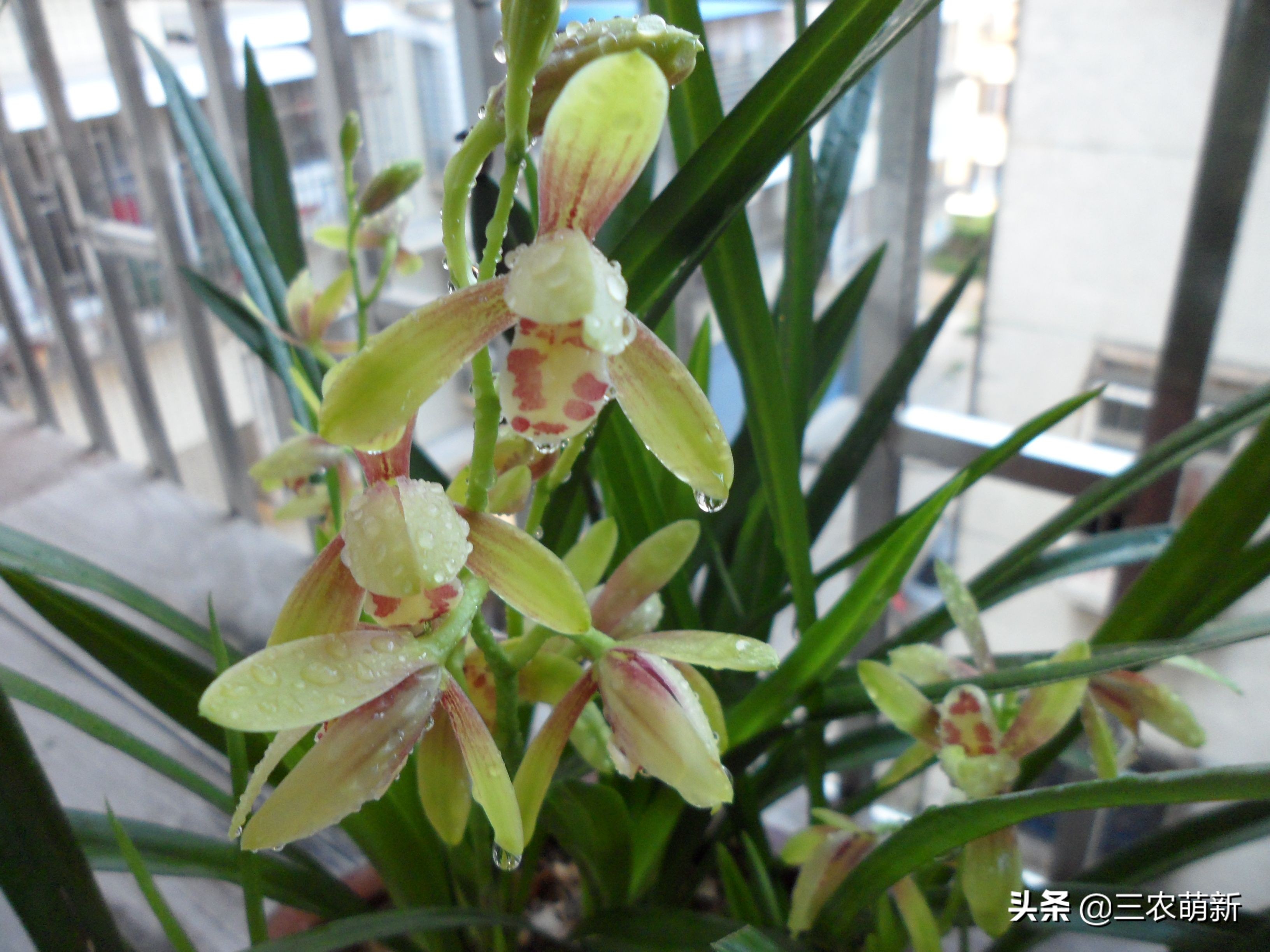 兰花的哪些品种比较好养,兰花哪个品种好养养不死