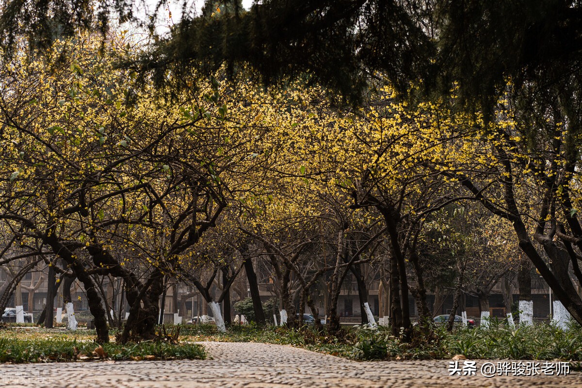 c9哪个学校研究生好考,c9本科跟c9研究生哪个更值得