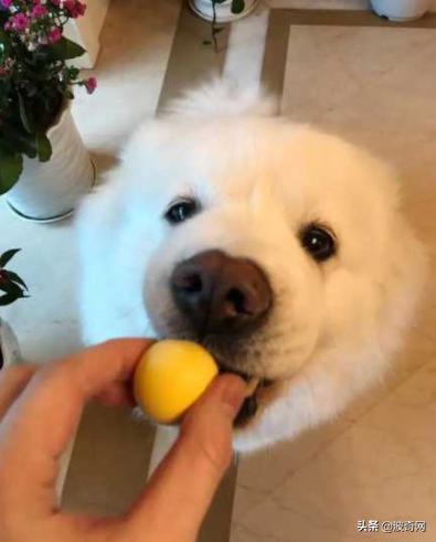 萨摩耶开始掉毛,萨摩耶铲屎官报道